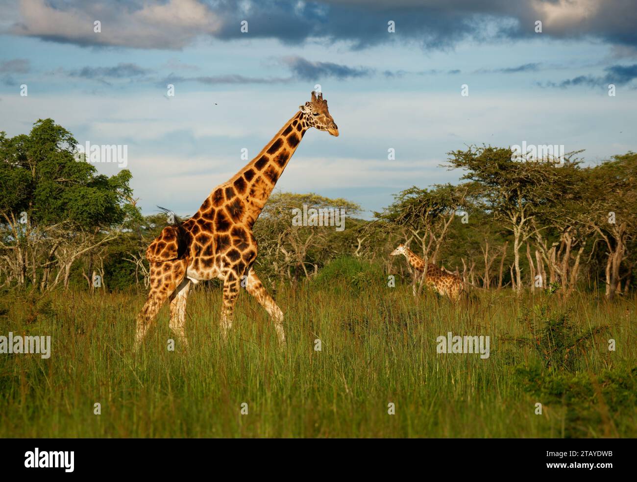 Giraffa di Rothschild - Giraffa camelopardalis rothschildi sottospecie della giraffa settentrionale, anche Baringo o Nubiana o come giraffa ugandese, portra Foto Stock