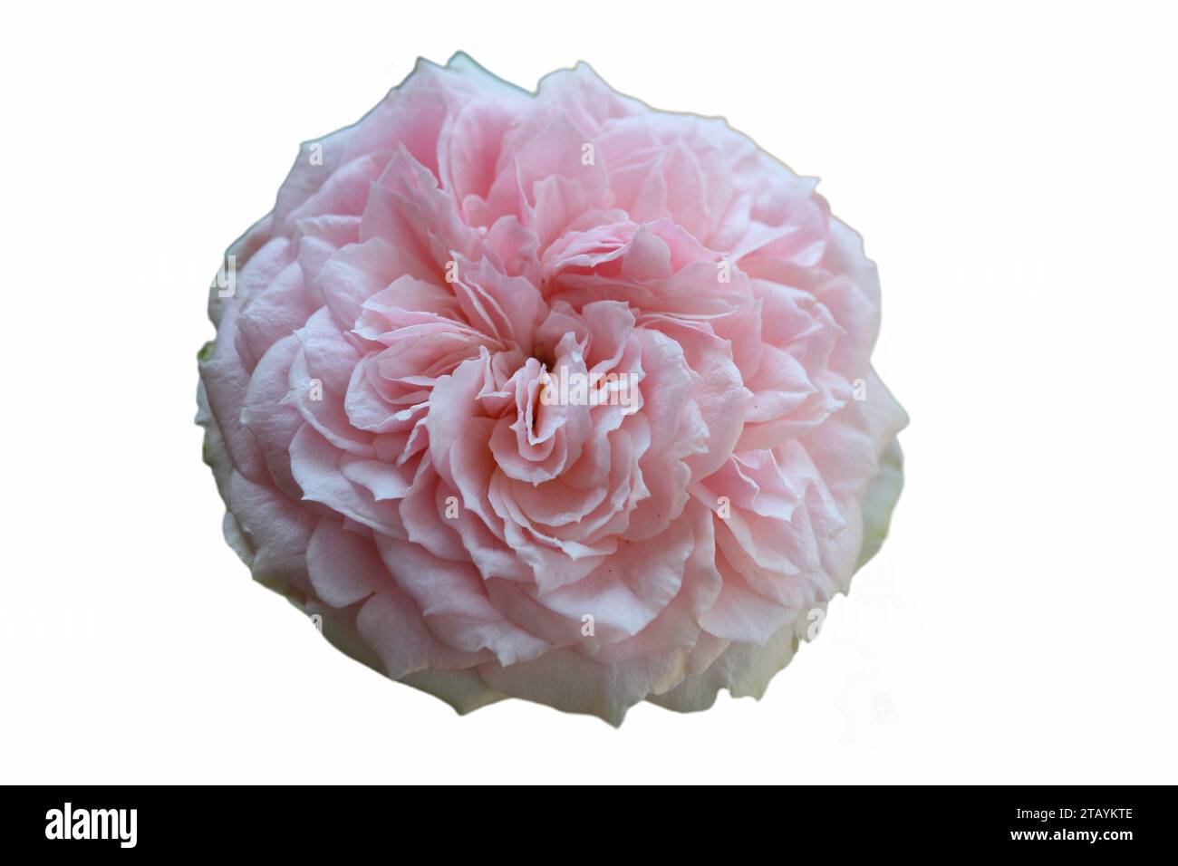 primo piano delle splendide rose rosa che fioriscono con sfondo bianco Foto Stock