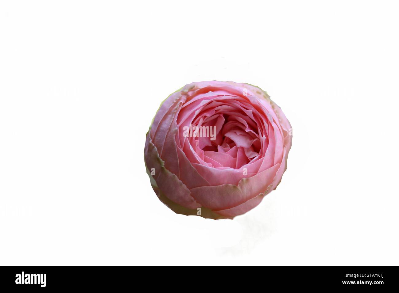 primo piano delle splendide rose rosa che fioriscono con sfondo bianco Foto Stock