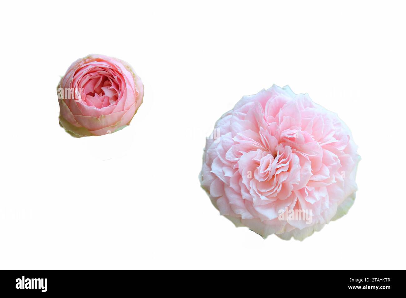 primo piano delle splendide rose rosa che fioriscono con sfondo bianco Foto Stock