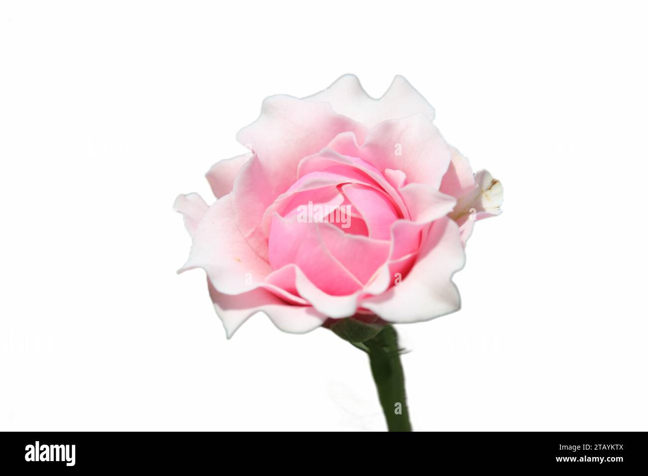 primo piano delle splendide rose rosa che fioriscono con sfondo bianco Foto Stock
