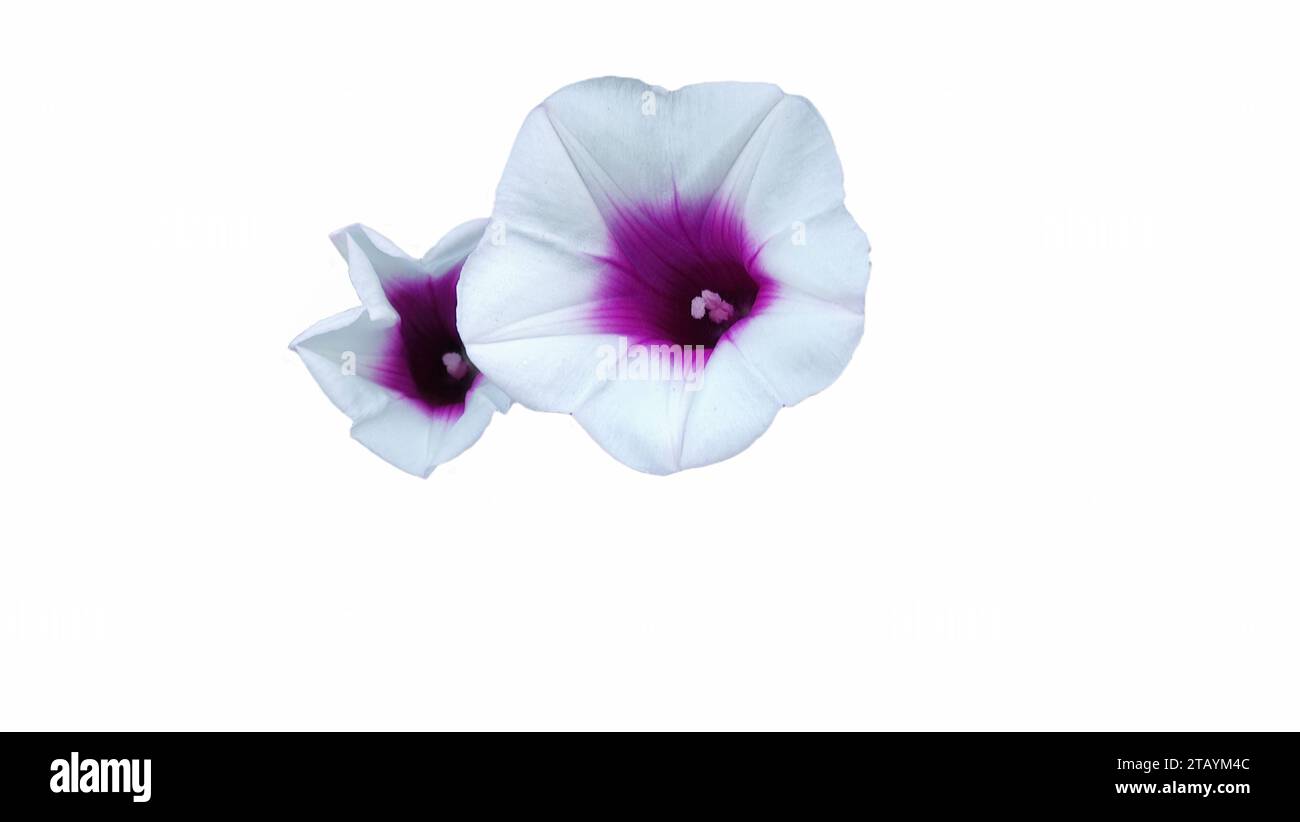 Primo piano di Ipomoea nil o fiori di gloria del mattino giapponese in fiore Foto Stock