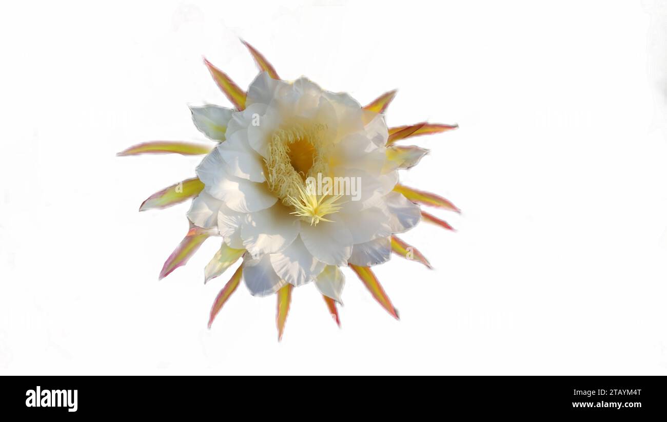 Fiori di Selenicereus grandiflorus o fiori di cactus ornamentali bianchi Foto Stock