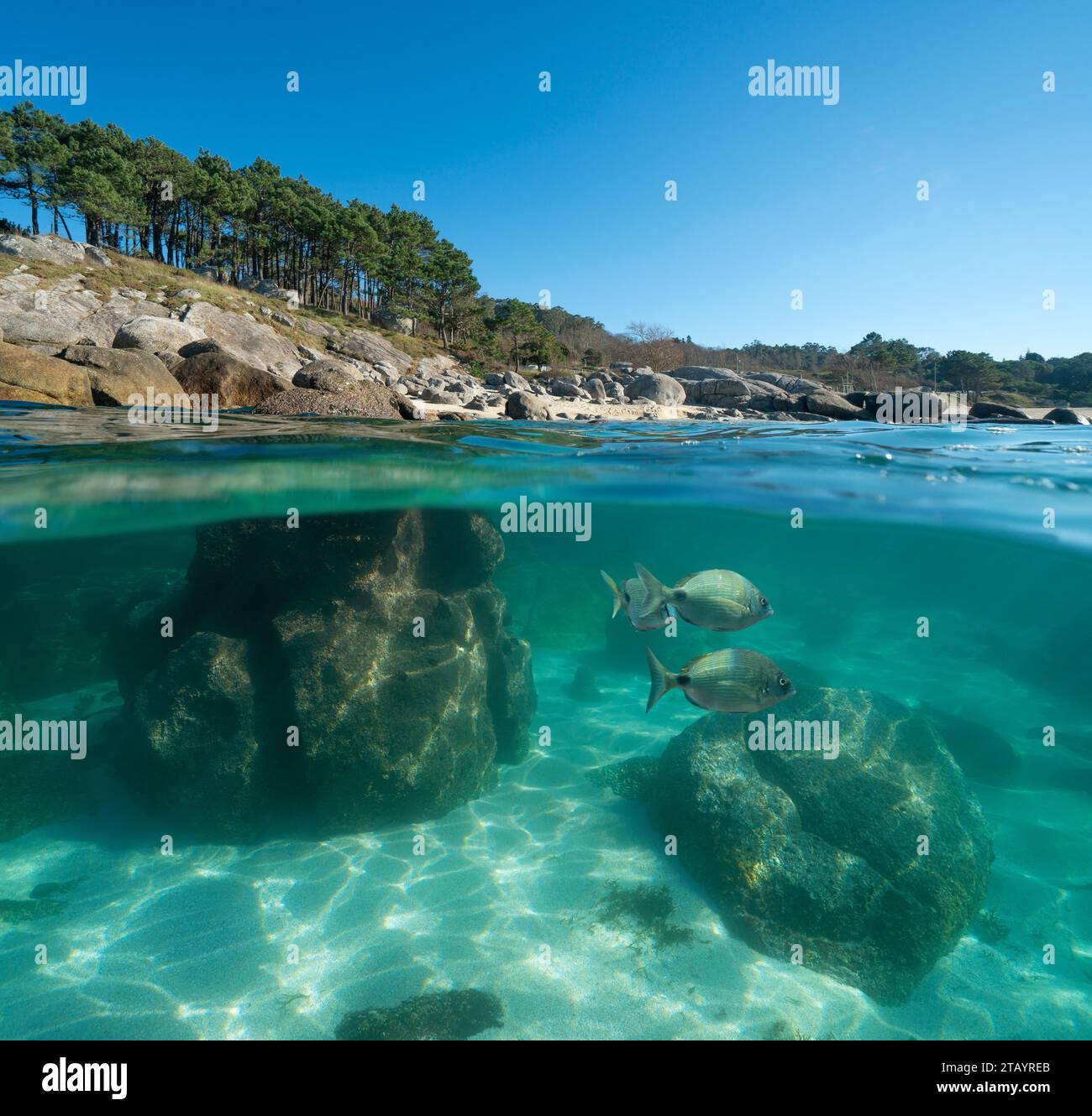 Mare dell'oceano Atlantico, costa con rocce e pesci sott'acqua, Spagna, vista spaccata su e sotto la superficie dell'acqua, scenario naturale, Galizia, Rias Baixas Foto Stock