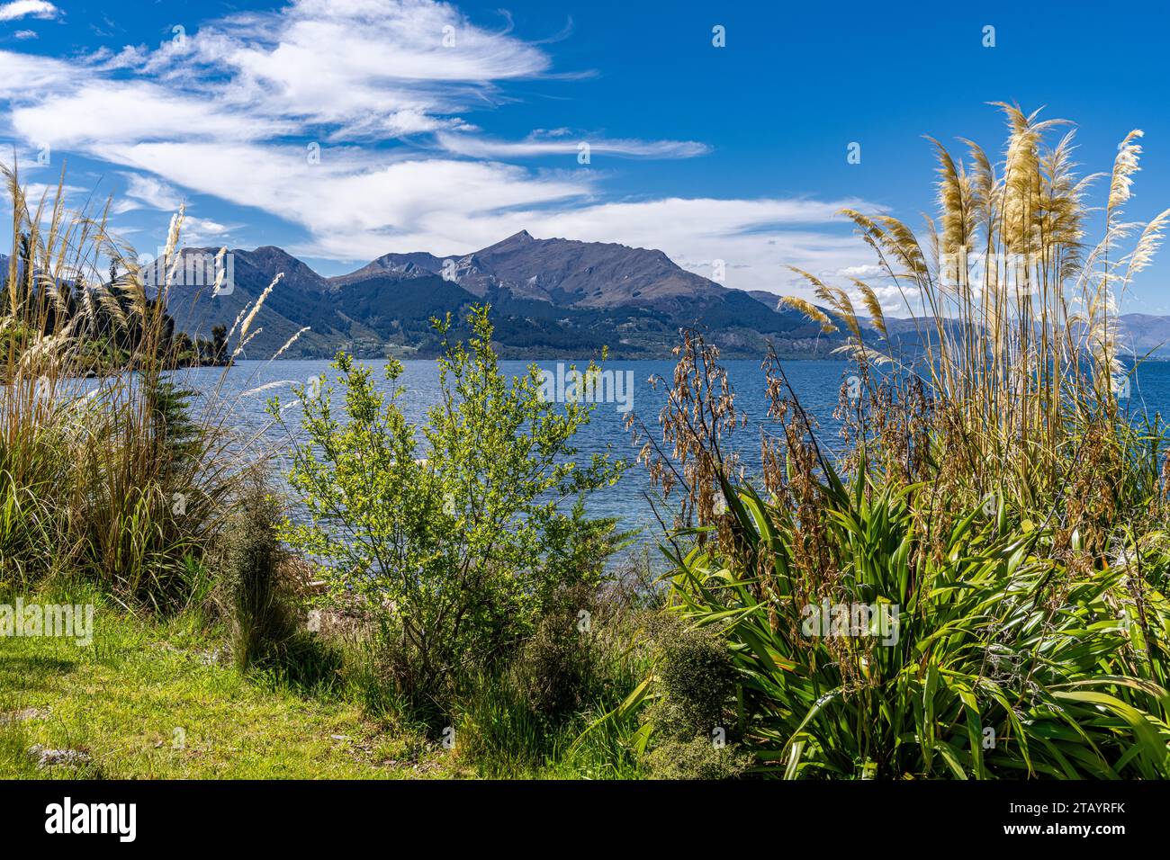 Splendidi colori nel giardino fiorito della Walter Peak High Country Farm Foto Stock