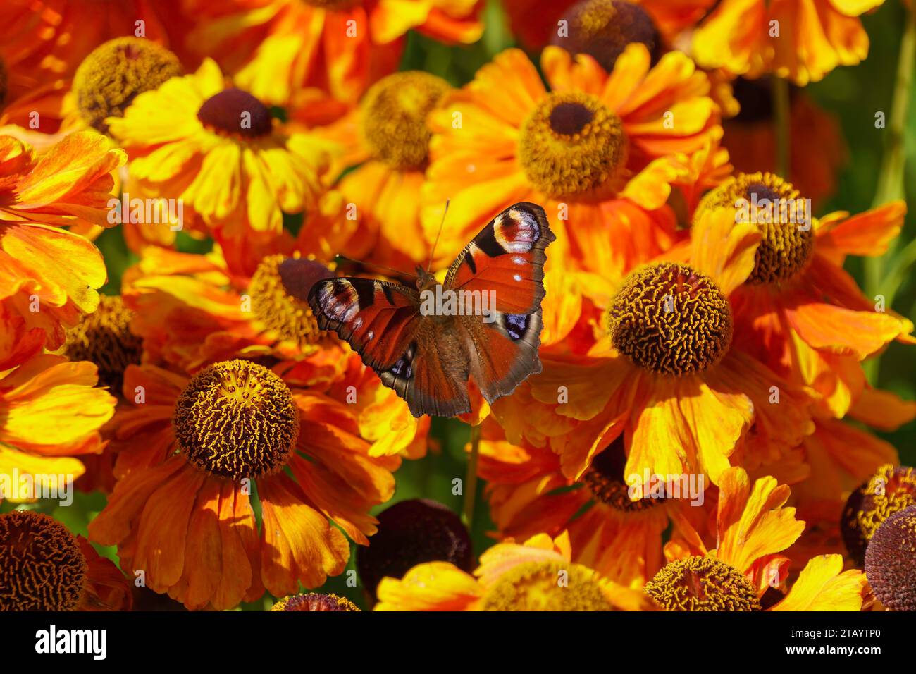 Farfalla europea di pavone arroccata su fiori d'arancio soleggiati in un giardino, con luce solare brillante Foto Stock