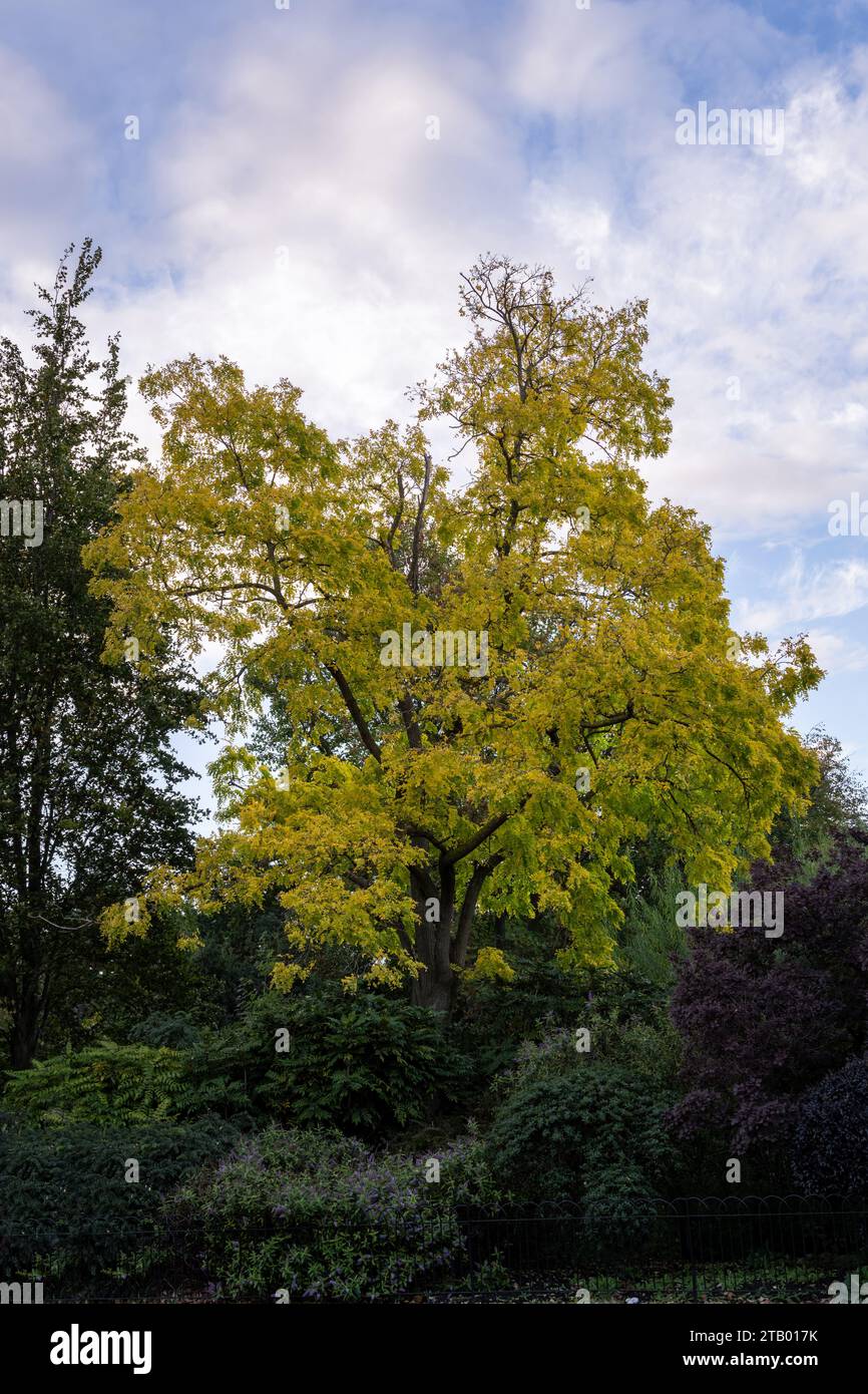 Tipuana tipu (Benth.) Kuntze o tipu Tree in autunno Foto Stock