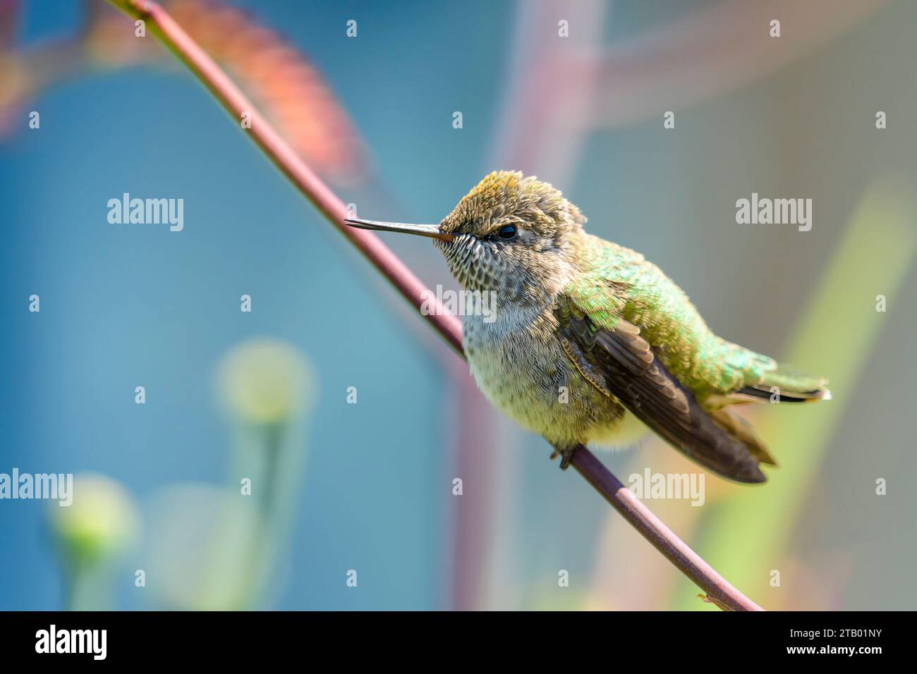 Il colibrì di Anna, Calypte anna, Vancouver, British Columbia, Canada Foto Stock
