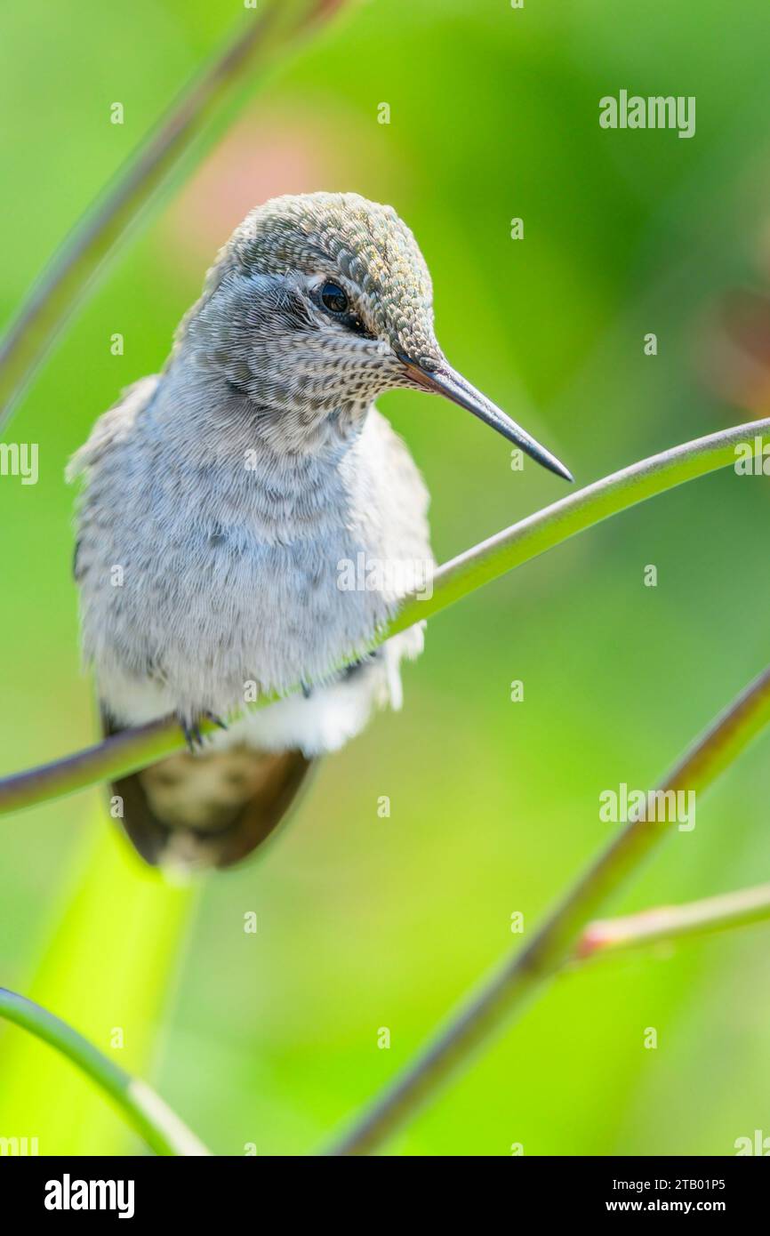 Il colibrì di Anna, Calypte anna, Vancouver, British Columbia, Canada Foto Stock