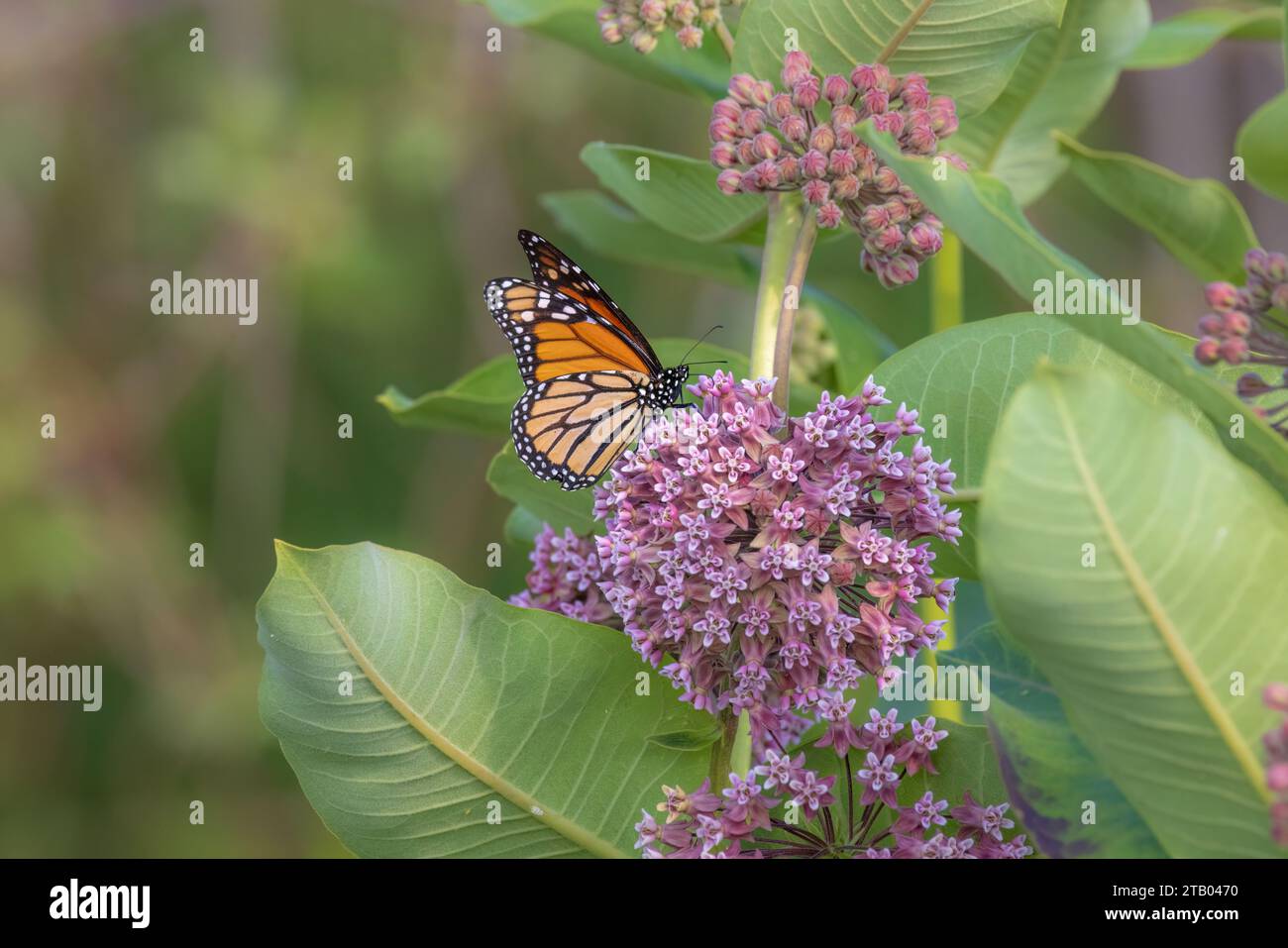 Monarch Butterfly che si annida su un'erba del latte comune nel Wisconsin settentrionale. Foto Stock