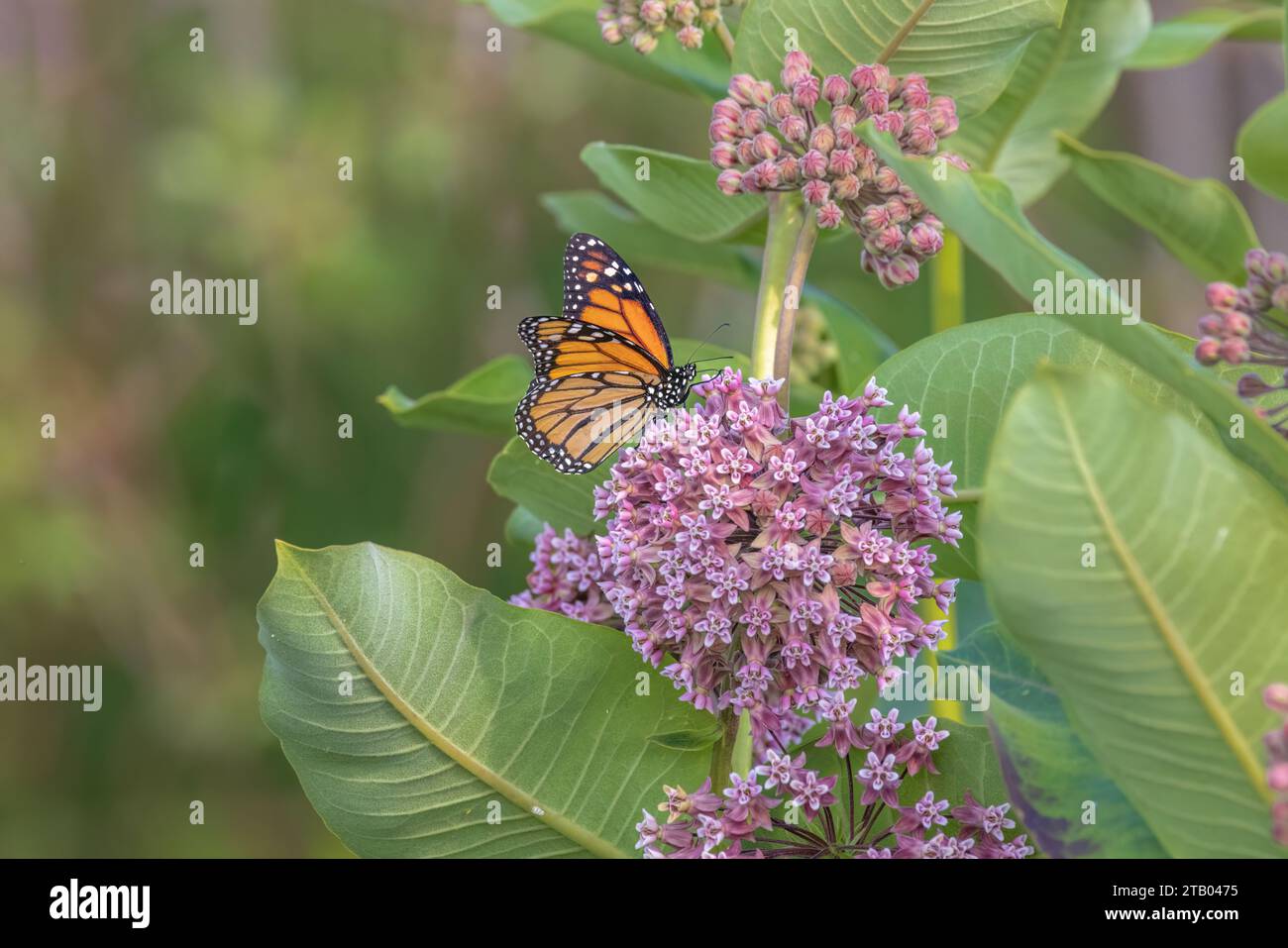 Monarch Butterfly che si annida su un'erba del latte comune nel Wisconsin settentrionale. Foto Stock