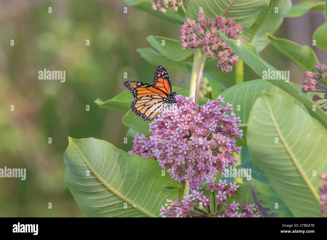Monarch Butterfly che si annida su un'erba del latte comune nel Wisconsin settentrionale. Foto Stock