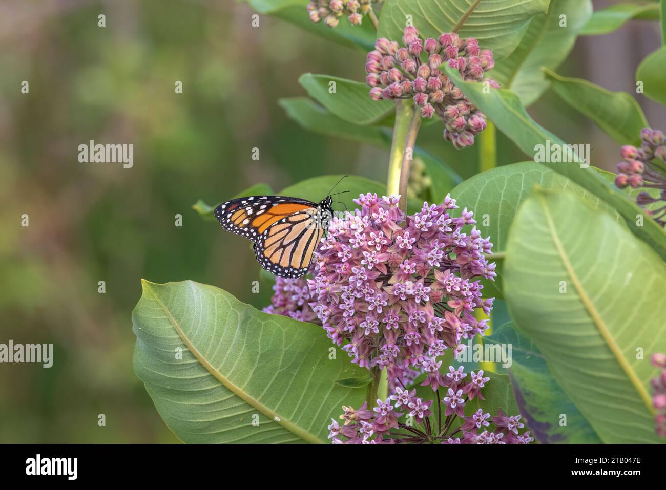 Monarch Butterfly che si annida su un'erba del latte comune nel Wisconsin settentrionale. Foto Stock