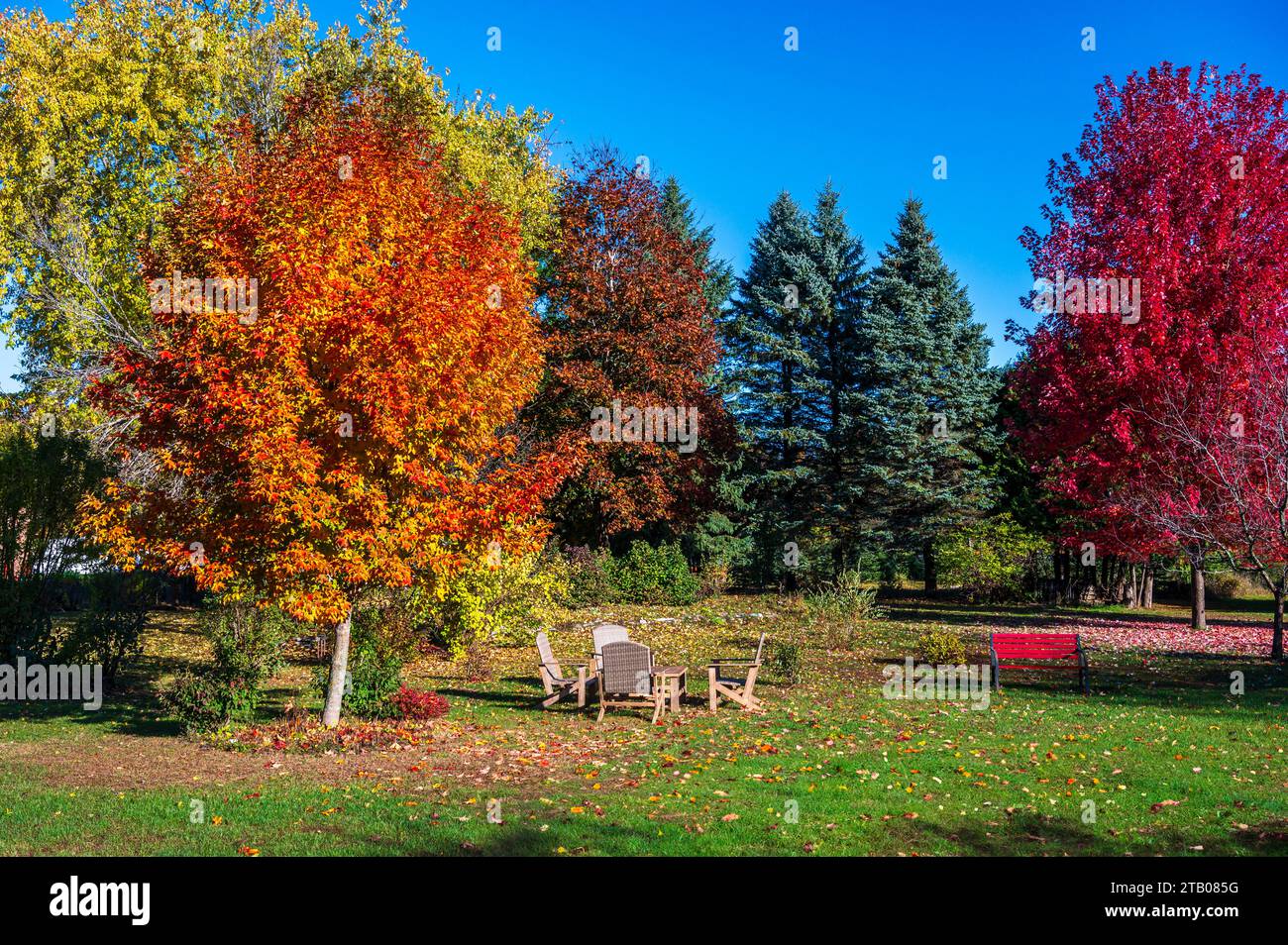 Cortile posteriore con mobili da prato tra colori diversi su alberi di acero Foto Stock