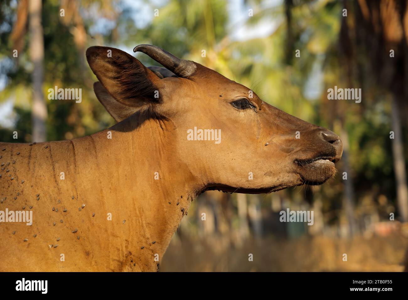 Un ritratto di una mucca bovina di Bali - bestiame selvatico addomesticato (Javan banteng) da Bali, Indonesia Foto Stock