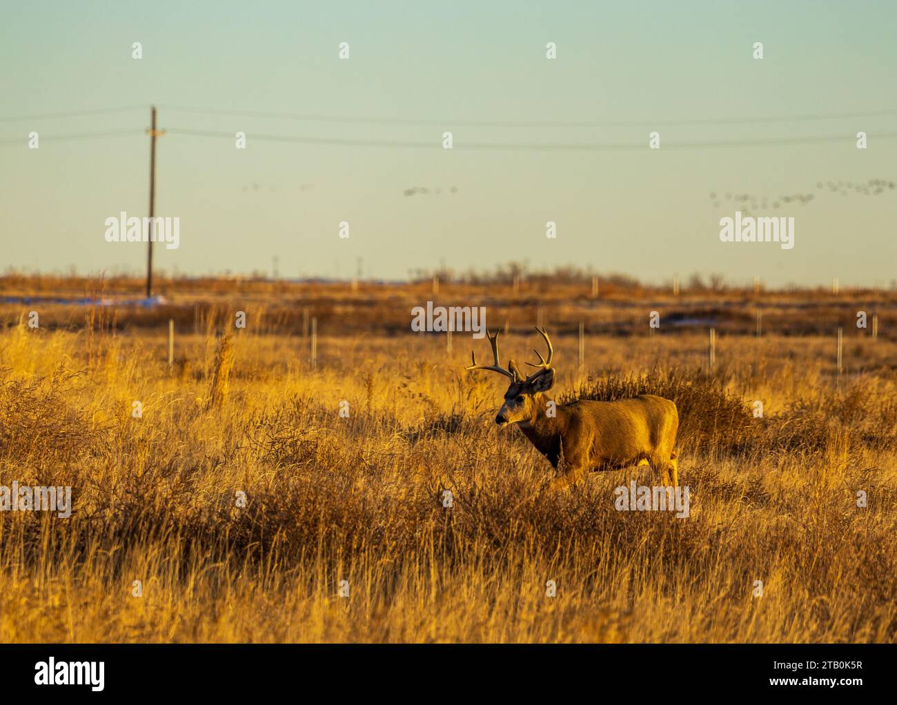 Un mulo di caccia al cervo nel Rocky Mountain Arsenal National Wildlife Refuge in Colorado Foto Stock