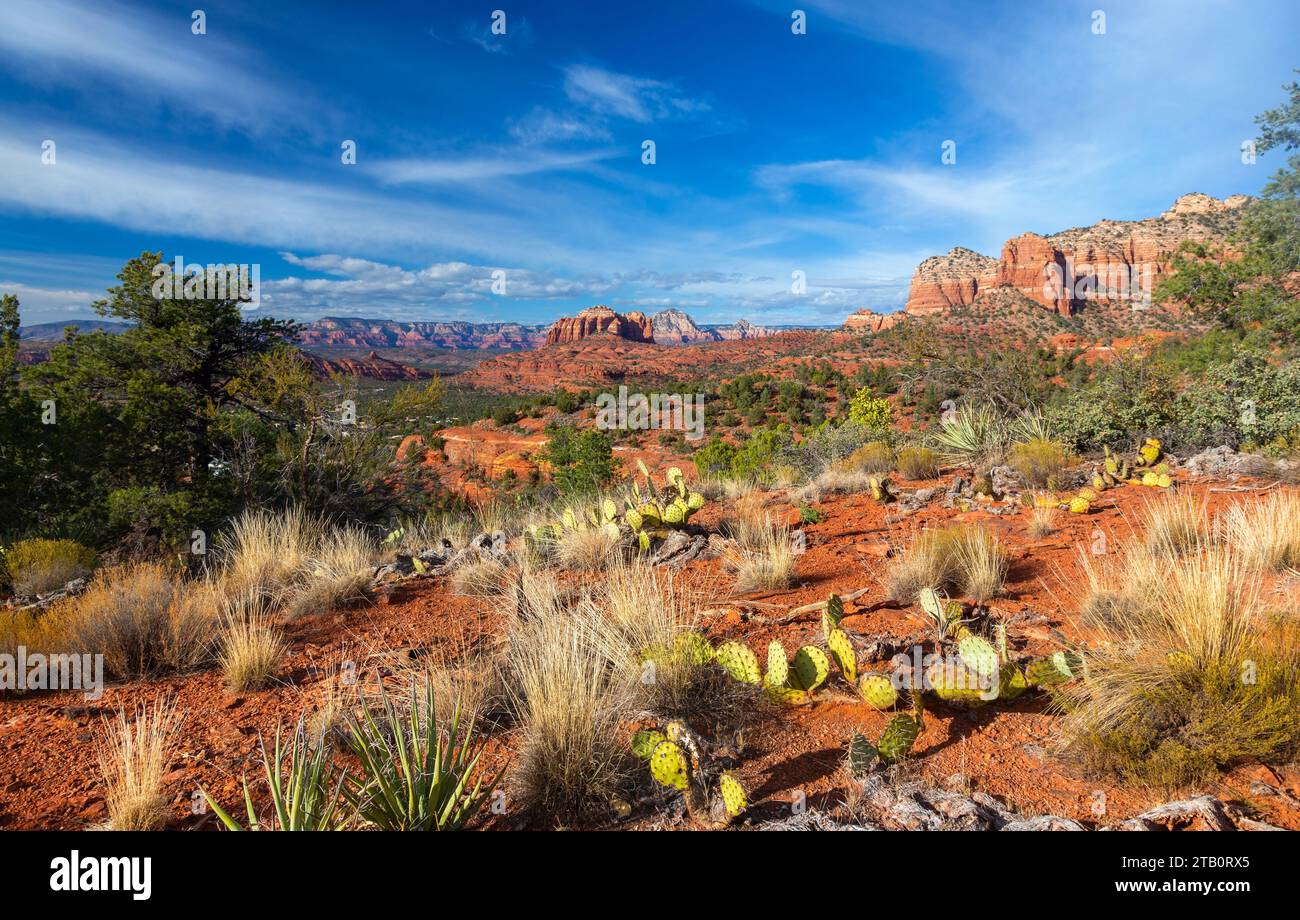 Paesaggio panoramico del deserto piante di cactus lontana Cattedrale Red Rock Energy Vortex Blue Skyline. Famoso sentiero escursionistico transetto Sedona, Arizona, Stati Uniti sud-occidentali Foto Stock