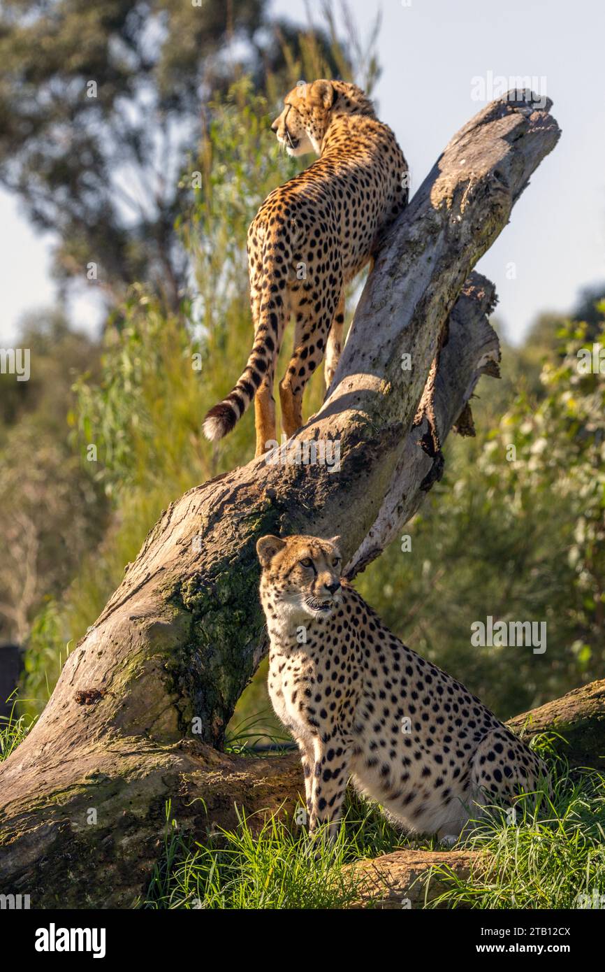 Due ghepardi (Acinonyx jubatus) su un albero. Sono considerati l’animale terrestre più veloce del mondo e sono nativi dell’Africa e dell’Iran centrale. Foto Stock