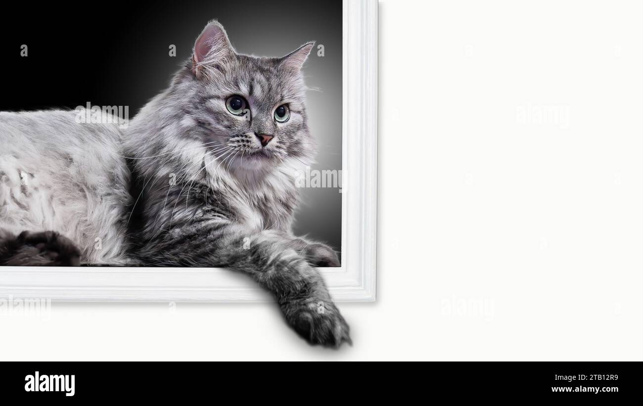 Modello da cartolina di adorabile gatto grigio soffice domestico con lunghi baffi e occhi verdi su sfondo scuro con cornice bianca Foto Stock