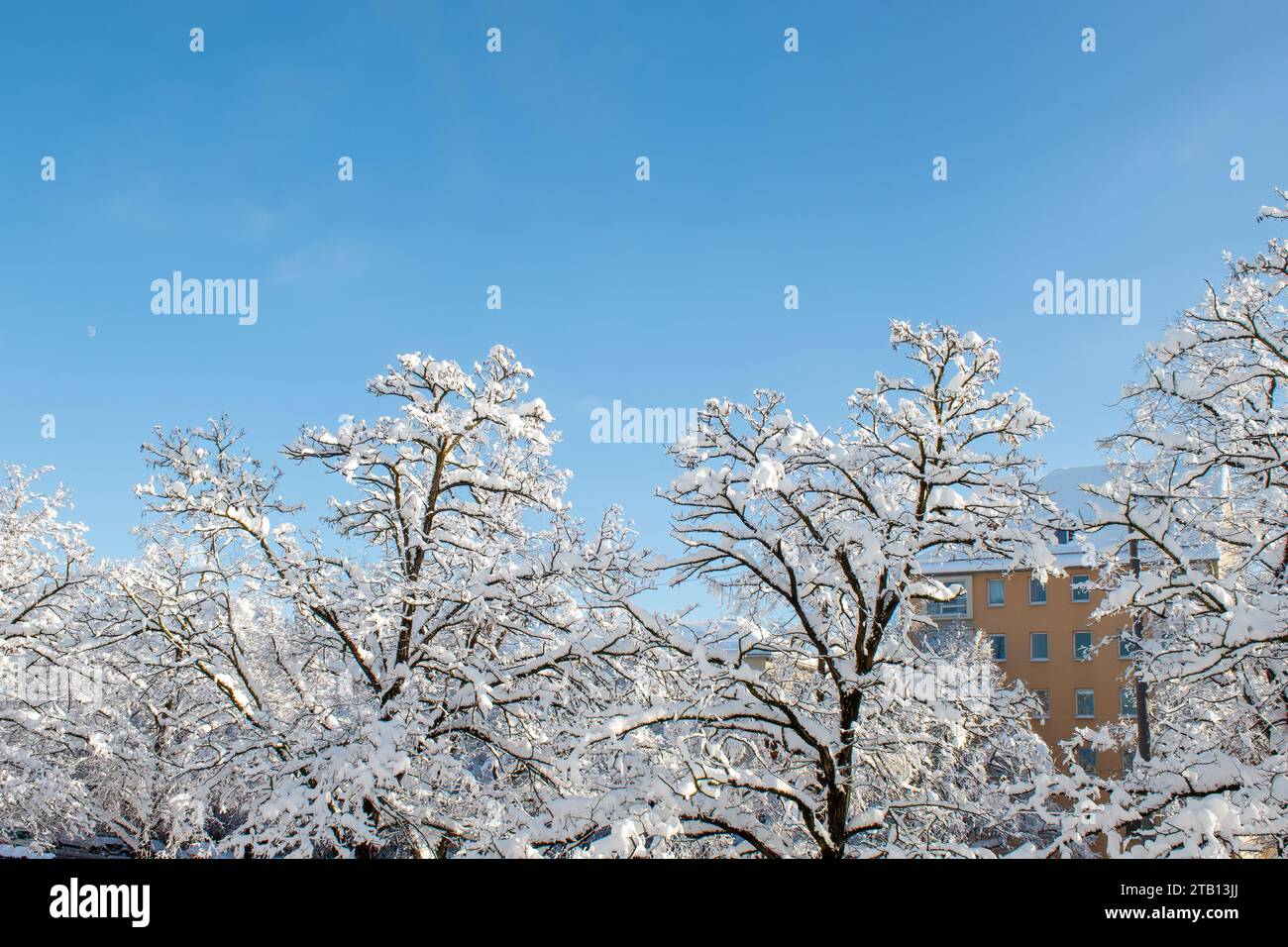 Case e alberi ricoperti di neve in una zona residenziale durante una nevicata di dicembre a Monaco, Germania. Foto Stock