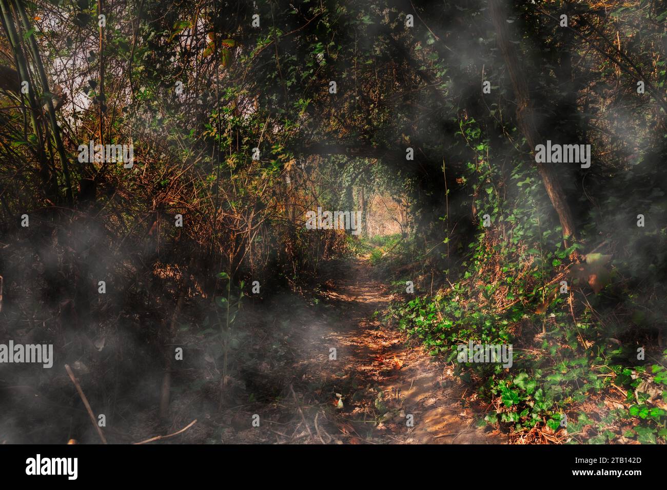 Misterioso sentiero nel bosco - passaggio buio attraverso la foresta con luci e ombre nel tunnel delle piante - avventura nella foresta incantata di fata Foto Stock