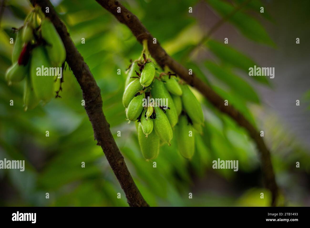 Averrhoa Bilimbi Linn/Bilimbi/albero del cetriolo. L'America tropicale era probabilmente la casa originale di questo albero. Da lì si diffuse nelle Filippine, Sud E. Foto Stock