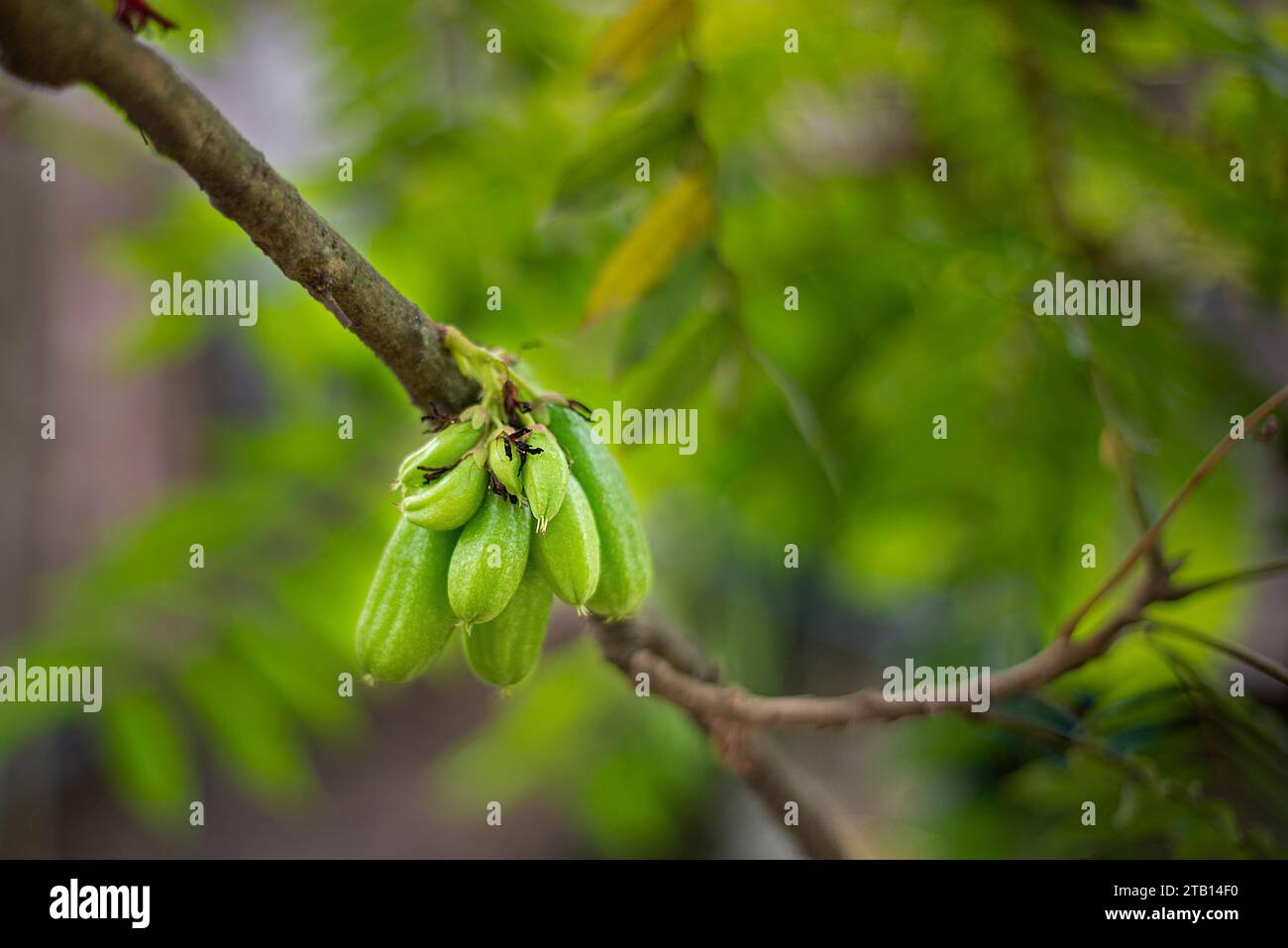 Averrhoa Bilimbi Linn/Bilimbi/albero del cetriolo. L'America tropicale era probabilmente la casa originale di questo albero. Da lì si diffuse nelle Filippine, Sud E. Foto Stock