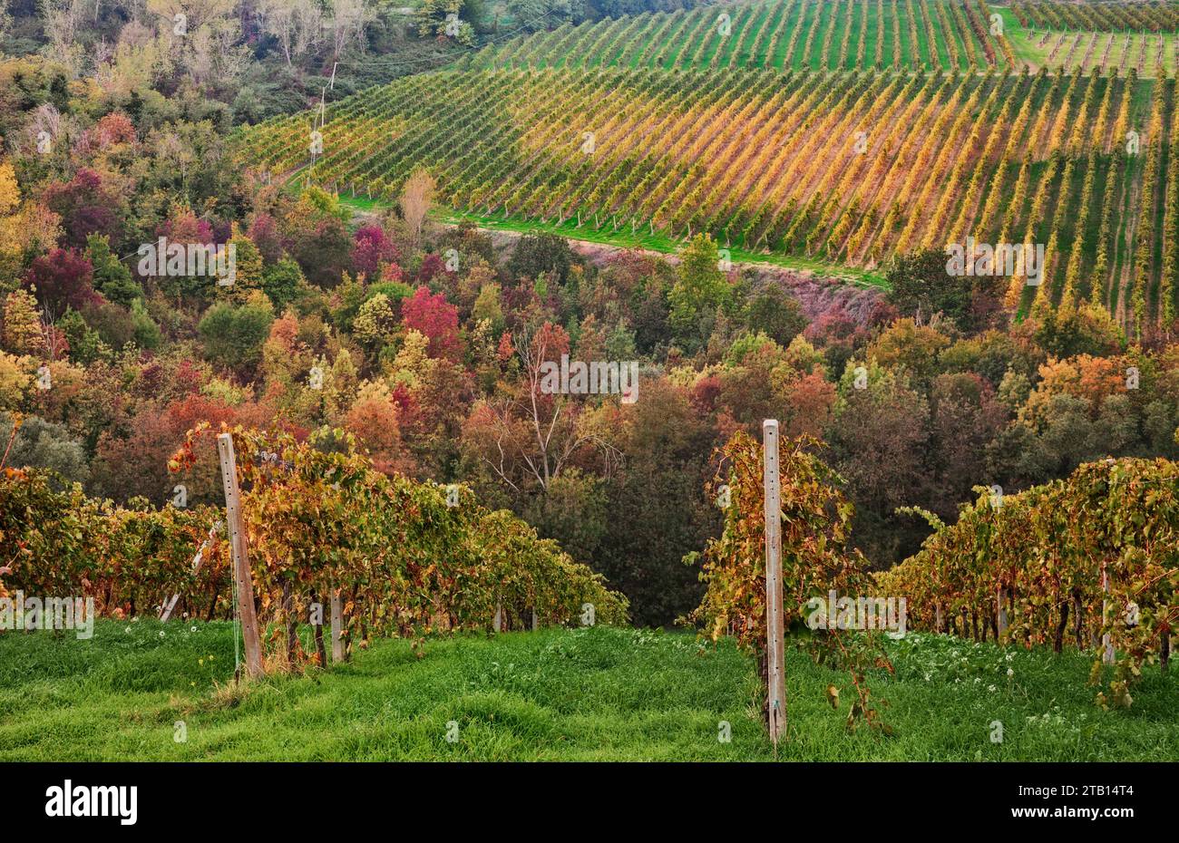 Emilia Romagna, Italia: Pittoresco paesaggio autunnale di campagna con vigneti per la produzione di vino Foto Stock