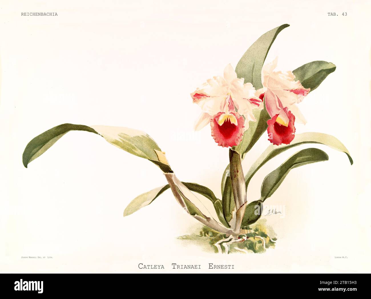 Vecchia illustrazione di Flor de Mayo (Cattleya trianae). Reichenbachia, di F. Sander. St Albans, Regno Unito, 1888 - 1894 Foto Stock