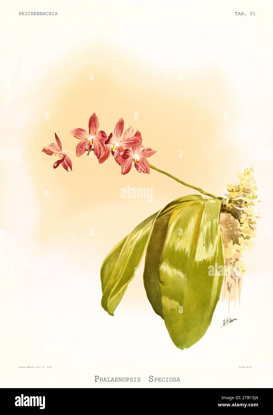 Vecchia illustrazione della bella Phalaenopsis (Phalaenopsis speciosa). Reichenbachia, di F. Sander. St Albans, Regno Unito, 1888 - 1894 Foto Stock