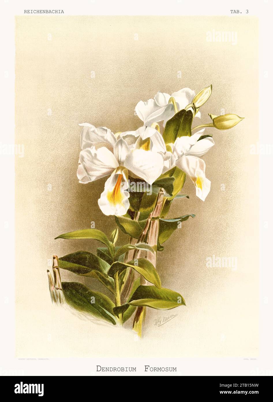 Vecchia illustrazione del bellissimo Dendrobium a fiori giganti (Dendrobium formosum). Reichenbachia, di F. Sander. St Albans, Regno Unito, 1888 - 1894 Foto Stock