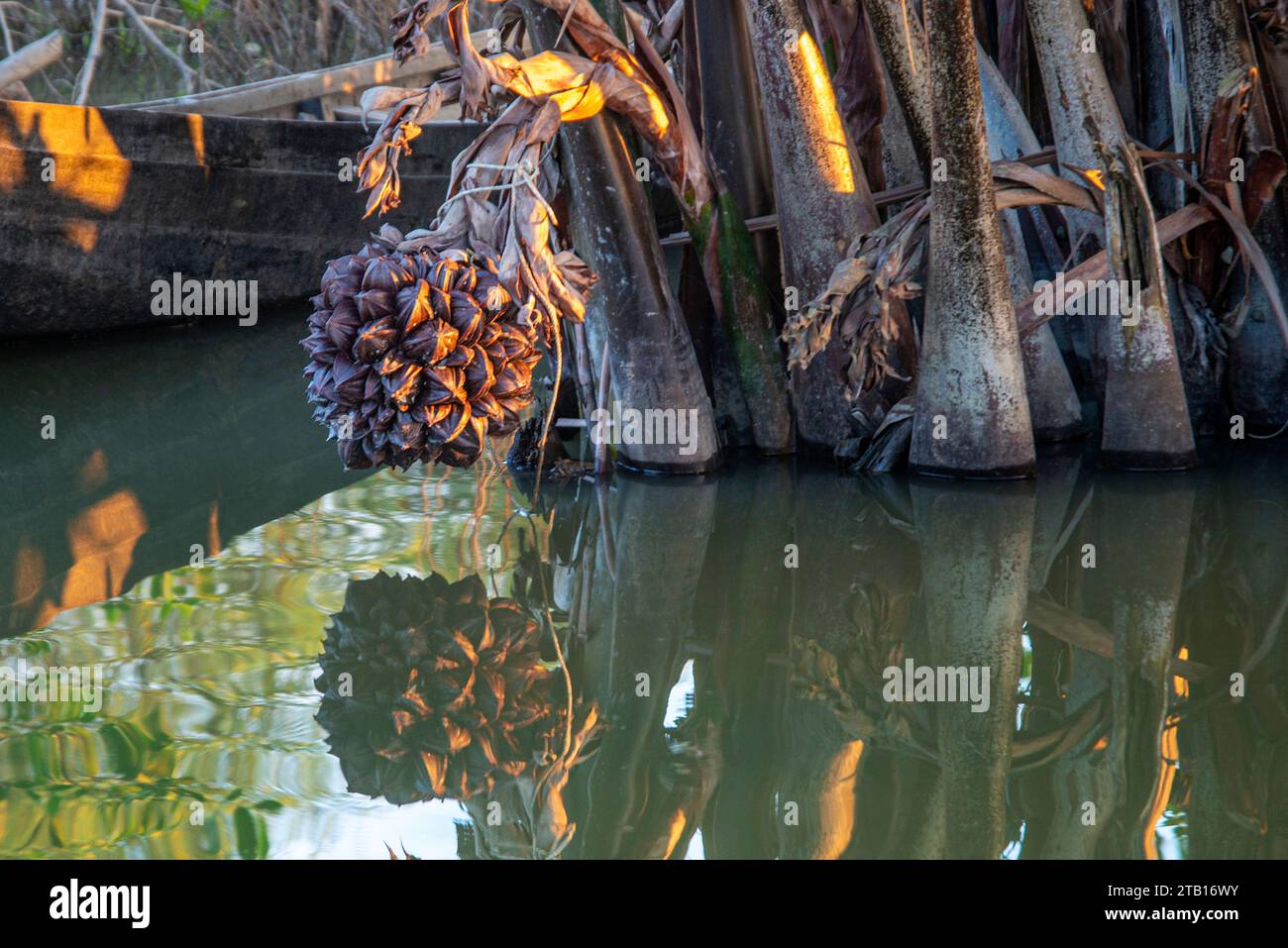 Nipa Palm o Golpata frutta nei Sundarbans, un sito patrimonio dell'umanità dell'UNESCO e un santuario della fauna selvatica. La più grande foresta di mangrovie litorali del mondo Foto Stock