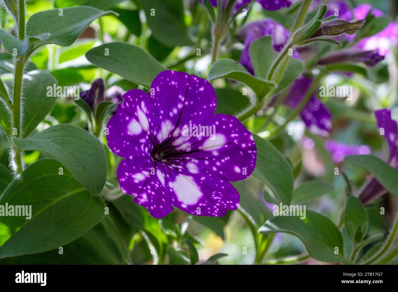 Night Sky Petunia, motivo stellato macchiato di macchie bianche su petali viola Foto Stock