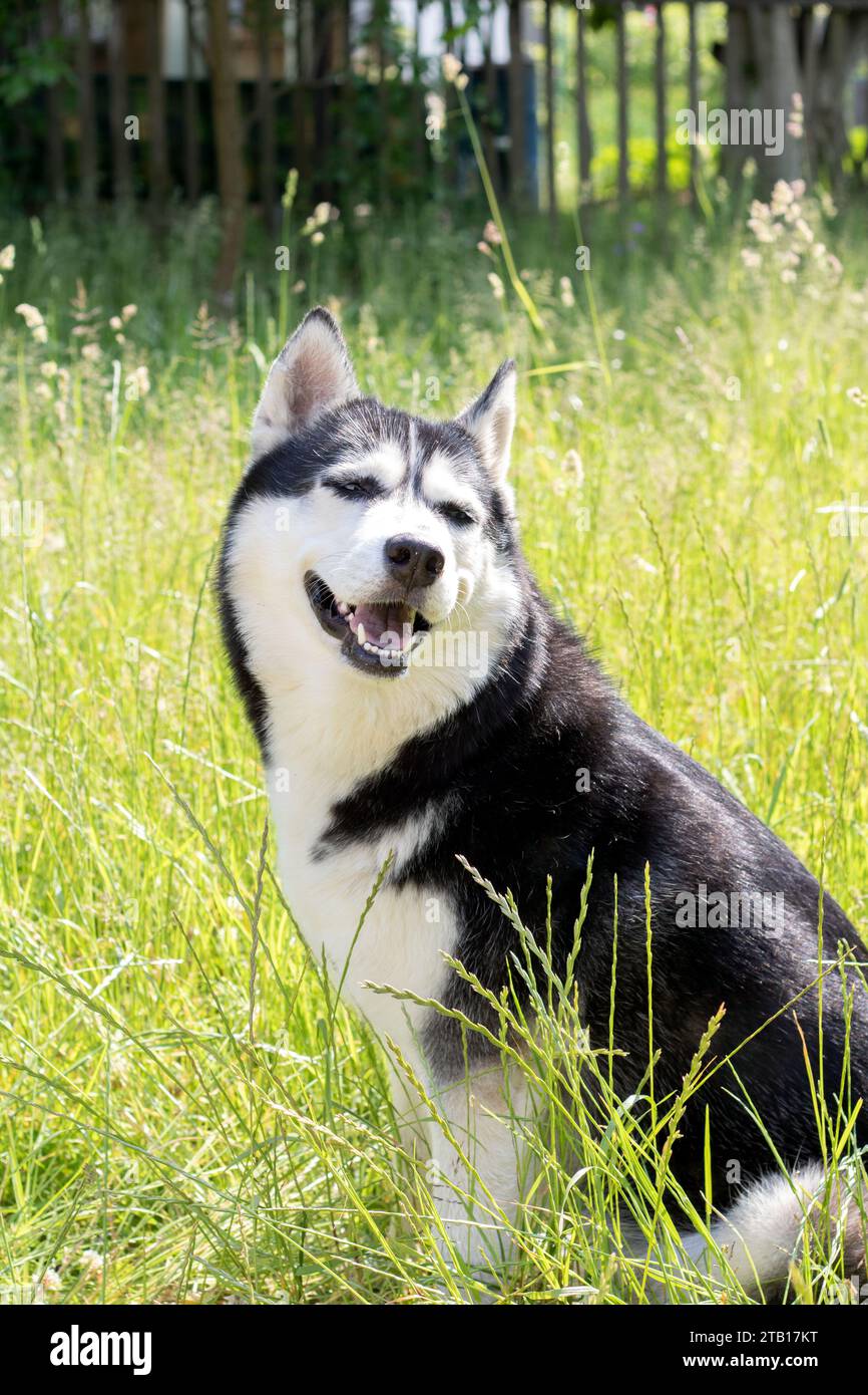 Fotografia, viso, cane husky, look, husky siberiano, pedigree, attivo, erba, animale, occhio, amico, purosangue, razza, divertente, domestico, niente gente, gioca Foto Stock