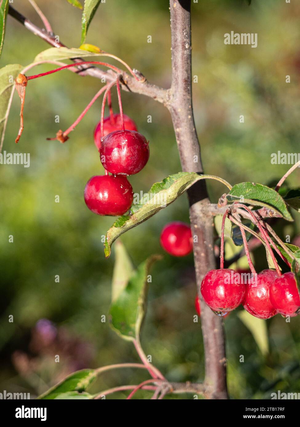 Un primo piano delle piccole mele di granchio rosso di Malus hupehensis Foto Stock