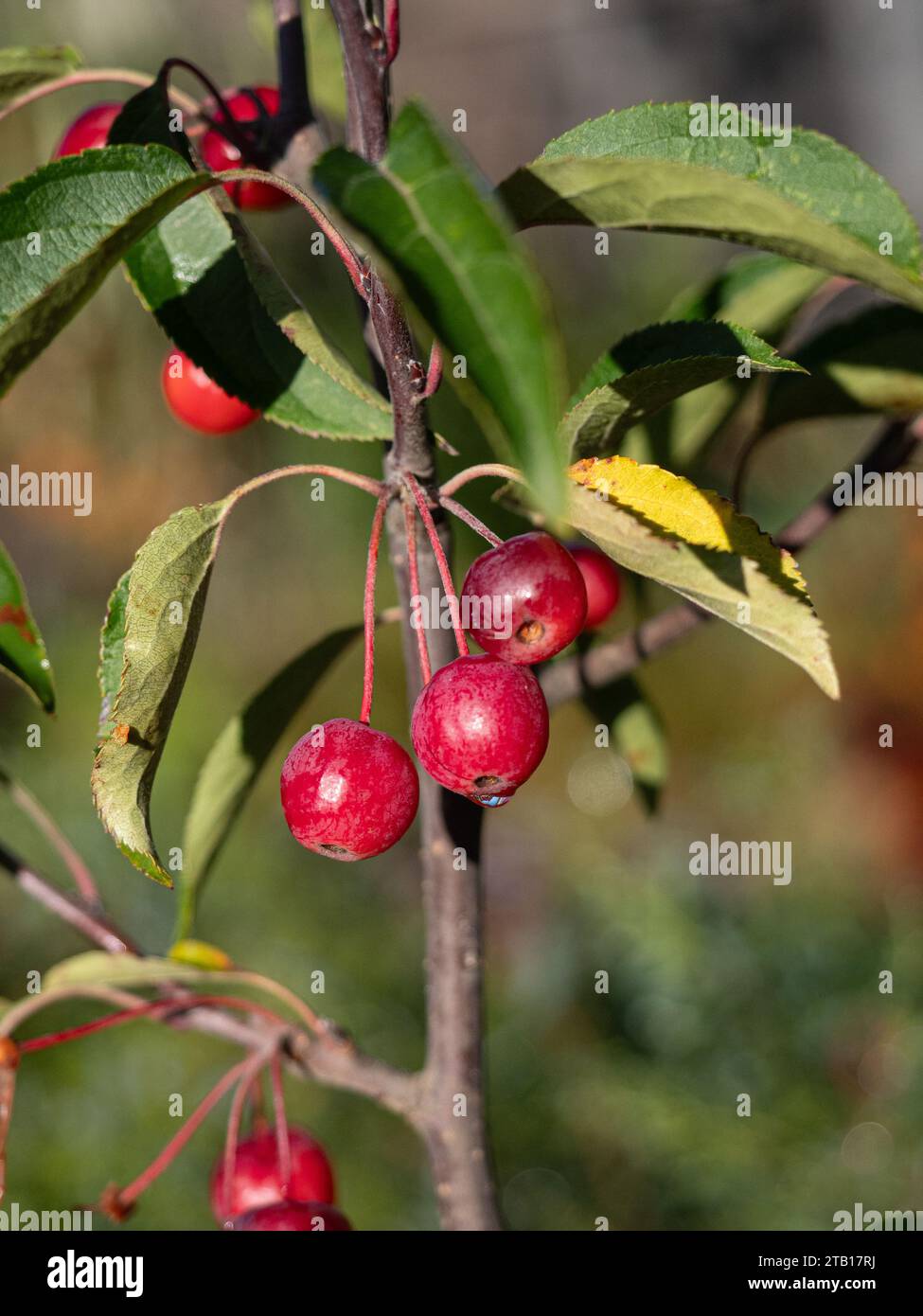 Un primo piano delle piccole mele di granchio rosso di Malus hupehensis Foto Stock