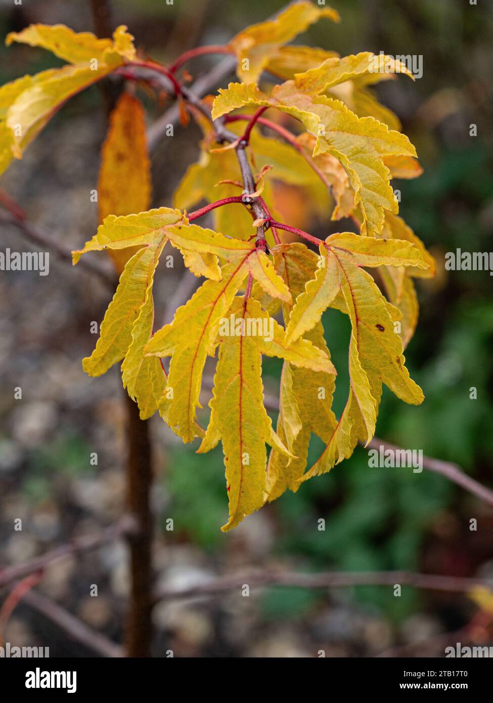 Le foglie autunnali gialle dorate del crabapple Malus transitoria Foto Stock