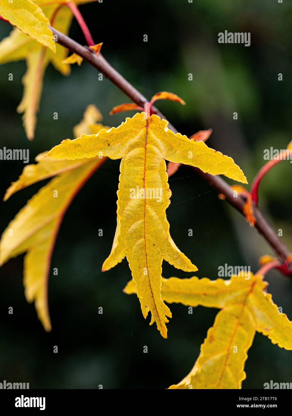 Le foglie autunnali gialle dorate del crabapple Malus transitoria Foto Stock