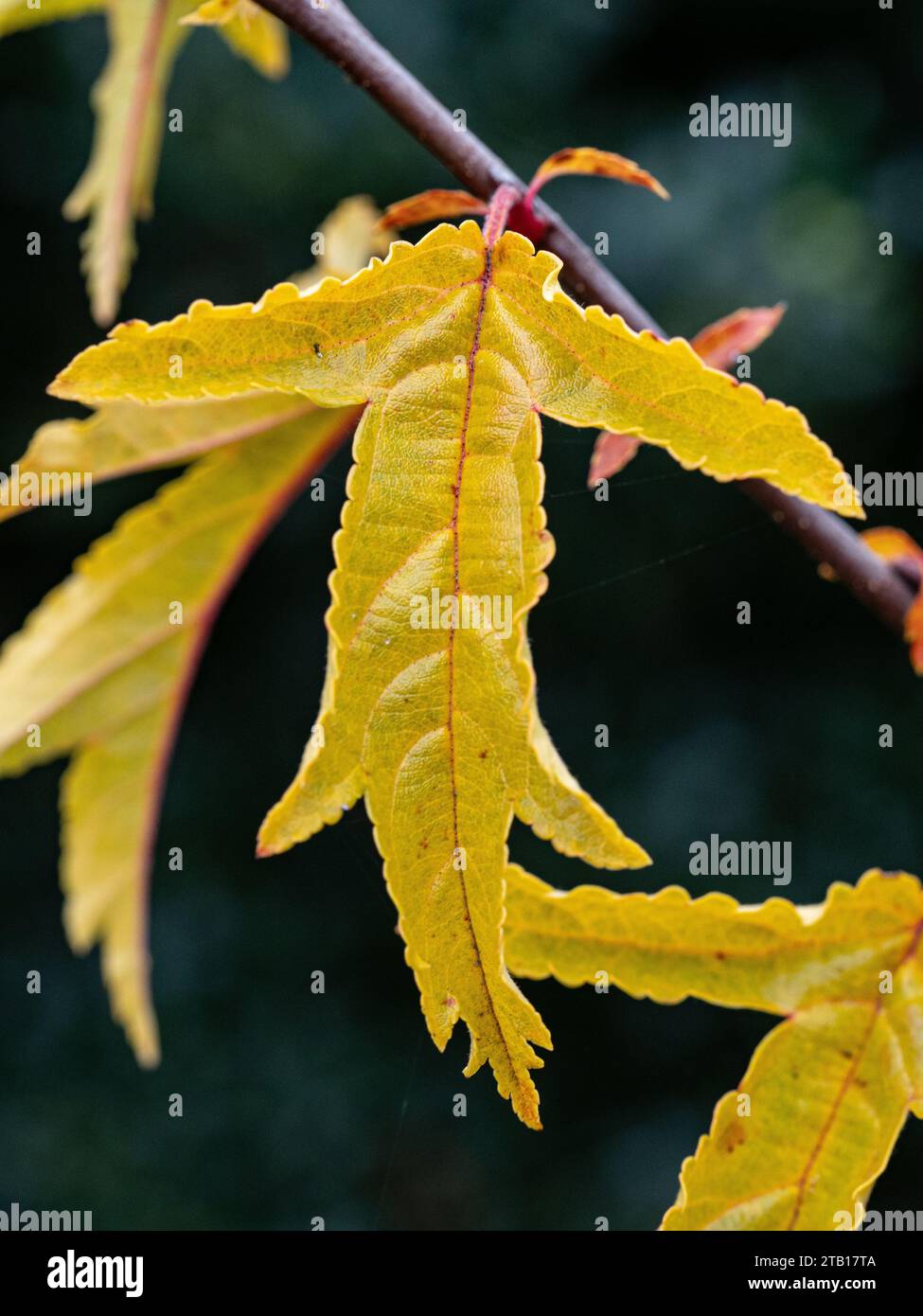 Le foglie autunnali gialle dorate del crabapple Malus transitoria Foto Stock