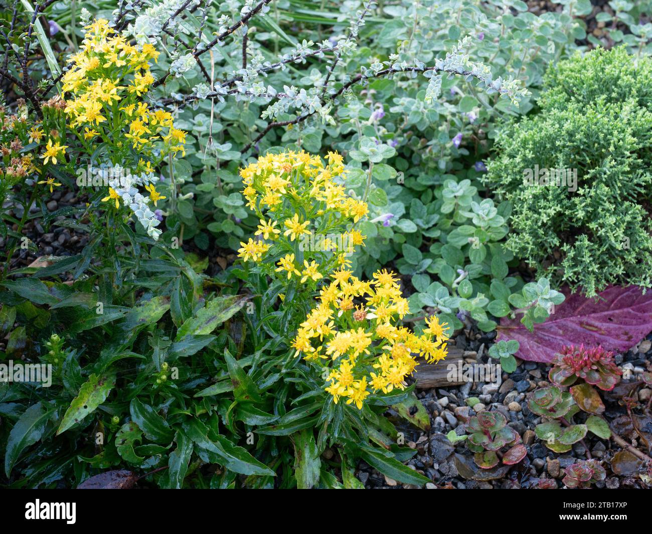 Teste gialle brillanti di piccoli fiori stellati sulla montagna Solidago multiradiata Foto Stock
