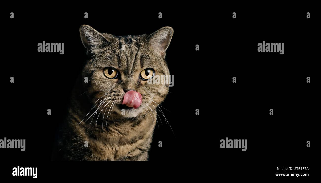 Ritratto del divertente gatto shorthair che lecca le labbra. Immagine panoramica isolata su sfondo nero. Foto Stock