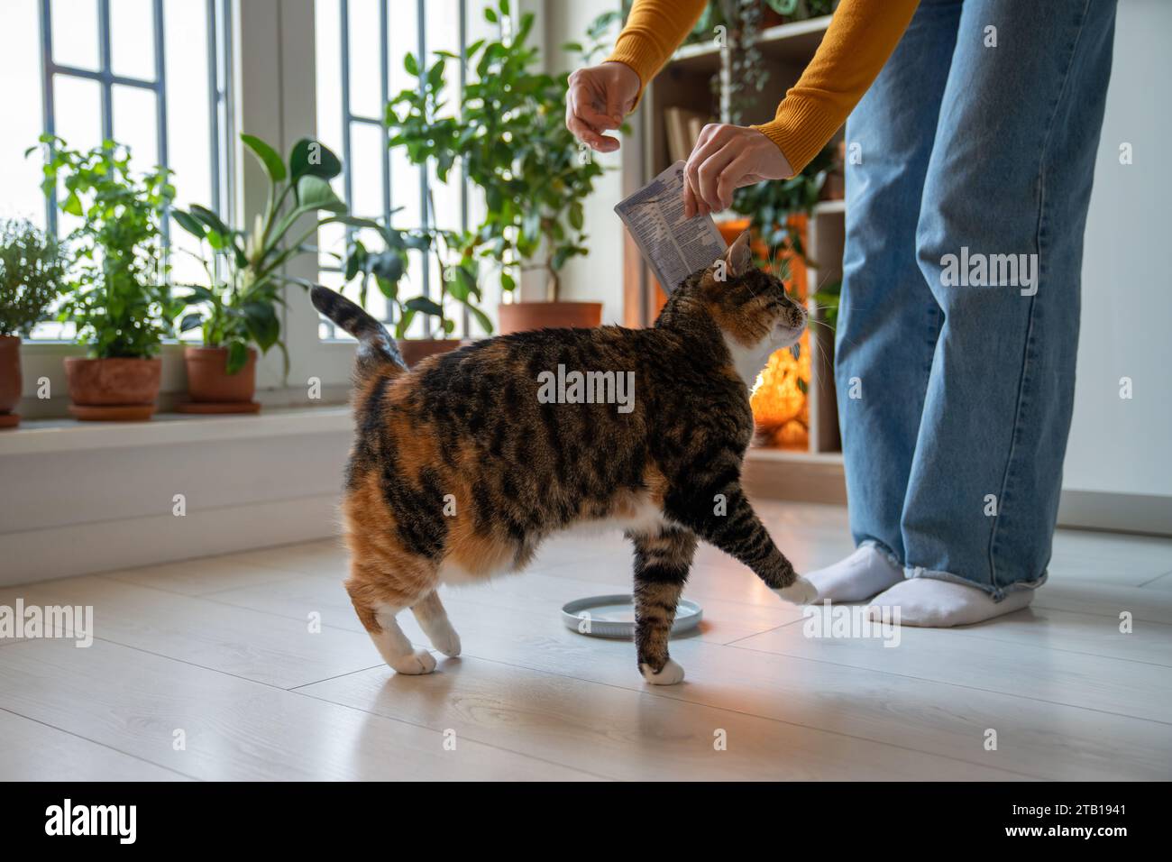 Il proprietario di un animale domestico dà da mangiare a un adorabile gatto affamato con una gustosa bevanda liquida dalla busta. Amore per gli animali domestici Foto Stock