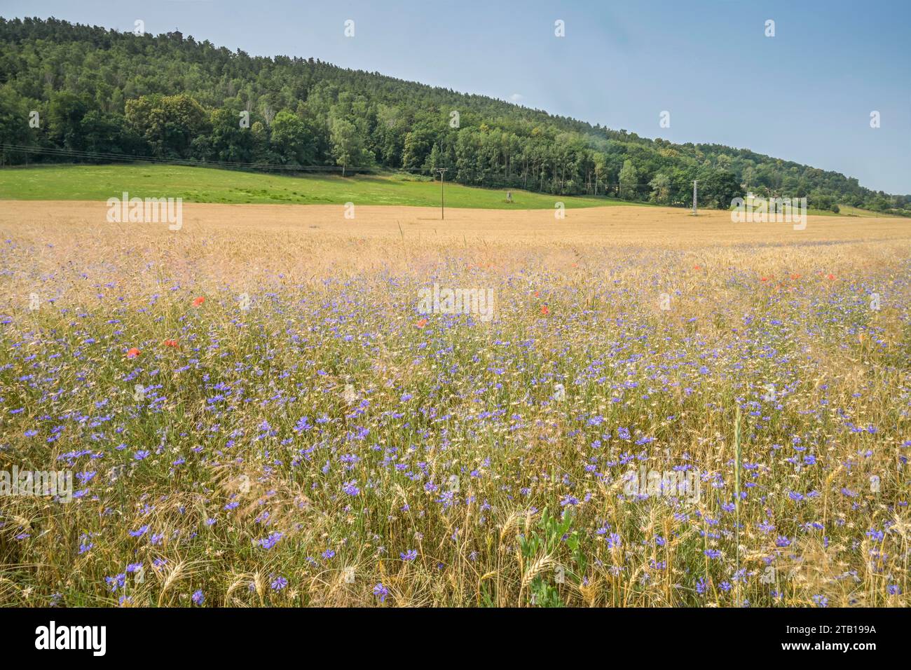 Wildblumen, Feldrand, Thüringen, Deutschland Foto Stock