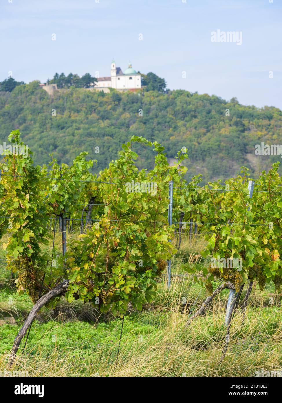 Vigneto a Vienna (Austria) in una giornata di sole in autunno, Leopoldsberg sullo sfondo Foto Stock
