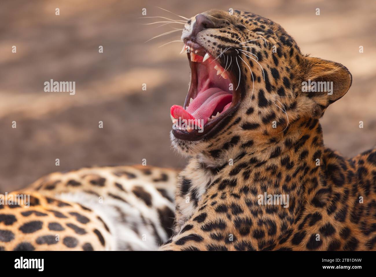 Predatore africano con pantera leopardata all'aperto Foto Stock