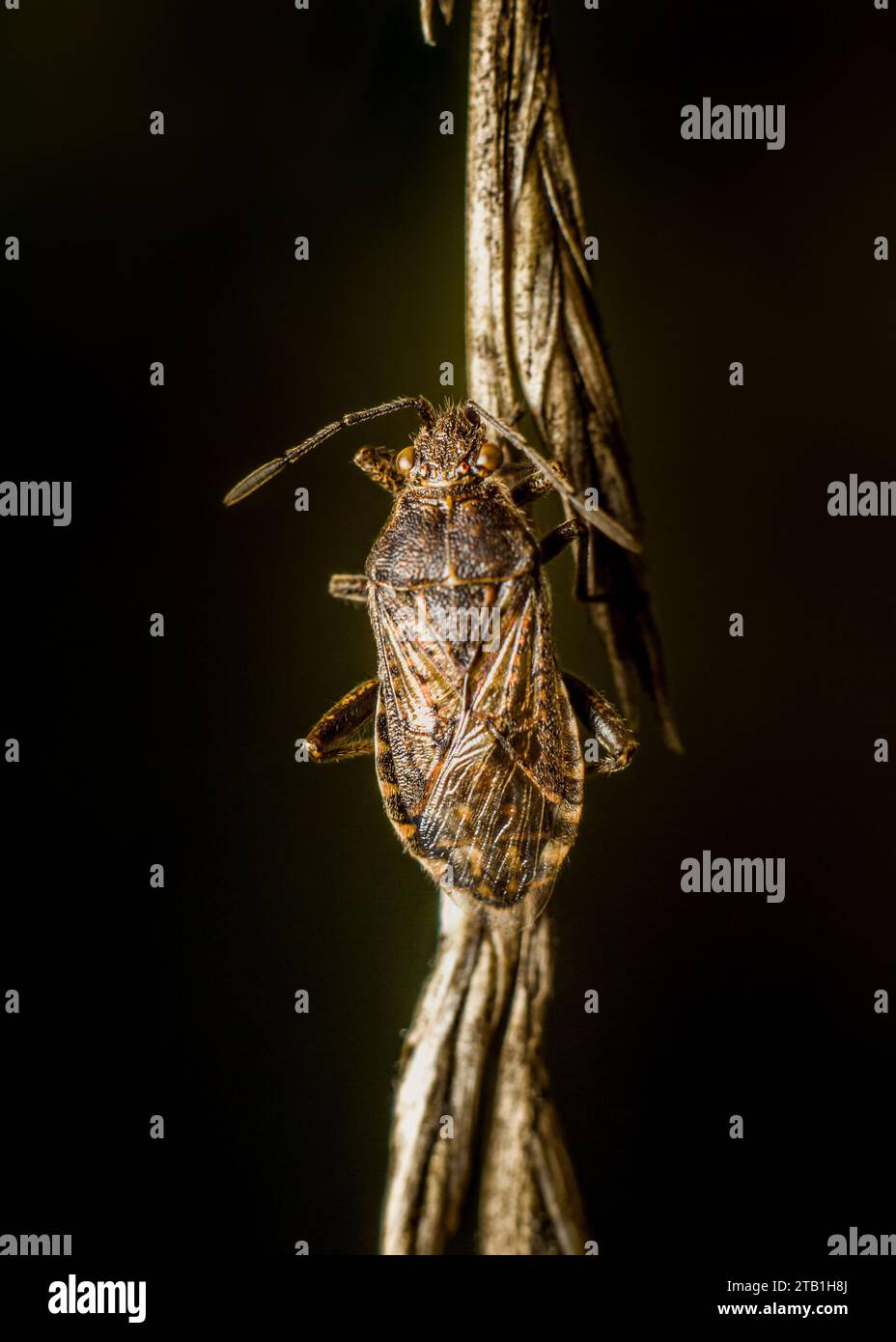 Una macro shot di un piccolo insetto aggrappato a un filo sottile sospeso a mezz'aria. Foto Stock
