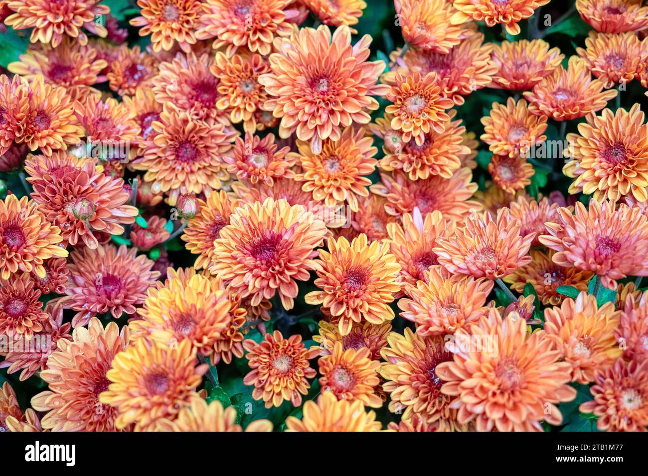 Fiori gialli, dorati e arancioni, che trasmettono gioia. Primo piano di bellissimi fiori. Taipei Chrysanthemum Exhibition. Foto Stock