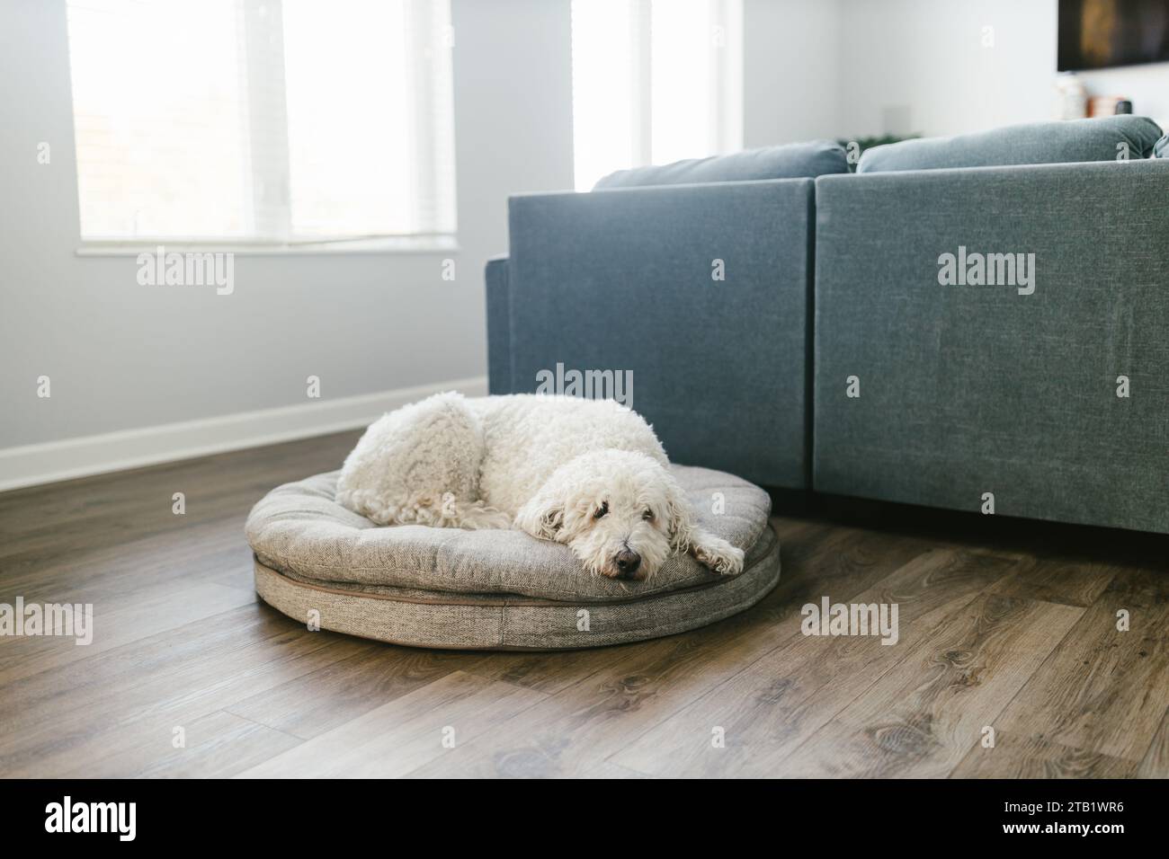 Il cane doodle bianco dorato poggia sul letto del cane nella camera per famiglie a casa Foto Stock