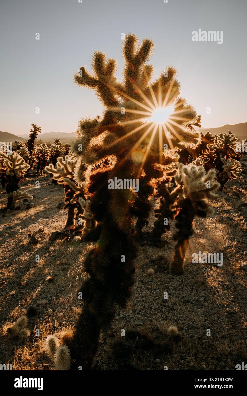 sunstar e deserto cactus cholla Forest, Joshua Tree, California Foto Stock