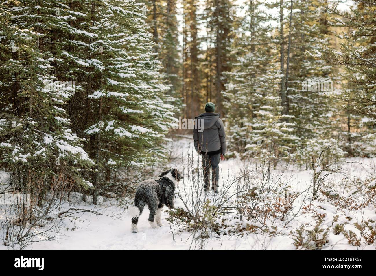 Cane che segue l'uomo in una tranquilla passeggiata invernale nella foresta di pini innevati Foto Stock